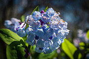Missouri Bluebell Photograph by Robert Niemeier