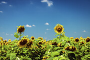 Missouri - Columbia Bottoms, Sunflower Field Photograph by Robert Niemeier
