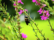 Missouri - Insect on Flower Photograph by Robert Niemeier