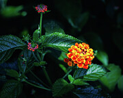 Missouri - Missouri Botanical Gardens - Flowers Photograph by Robert Niemeier