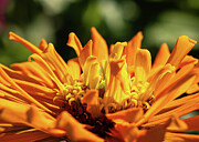 Missouri - Missouri Botanical Gardens - Orange Zinnia Photograph by Robert Niemeier