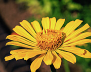 Missouri - Missouri Botanical Gardens - Yellow Dahlia Photograph by Robert Niemeier