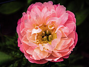 Missouri - Pink Peony Photograph by Robert Niemeier