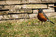 Missouri - Robin, spring is here Photograph by Robert Niemeier