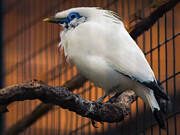 Missouri - Saint Louis - Bali Myna Photograph by Robert Niemeier