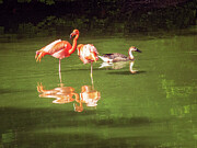 Missouri - Saint Louis Zoo - Two Flamingos and a duck Photograph by Robert Niemeier