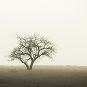 Misty Morning Photograph by Jon Snyder