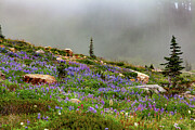 Misty Mountain Alpine Hike Photograph by Tommy Farnsworth