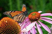 Monarch Butterfly taking a sip Photograph by Brian Weber