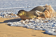 Monk Seal coming Ashore Photograph by Debra Banks