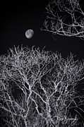 Moon and Bare Trees 6957 Photograph by Dan Beauvais