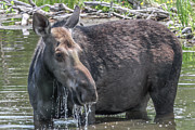 Moose Grand Tetons Photograph by Michael DeGrenier