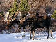 Moose stroll Photograph by Sunniye Buesing