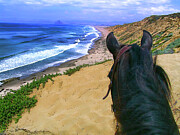 Morgan Horse on Beach Bluff Photograph by Waterdancer