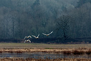 Morning in the Marsh Photograph by Tim Lyden