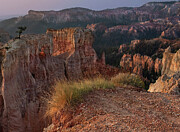 Morning Light on Bryce Canyon Hoodoos Photograph by Rebecca Herranen