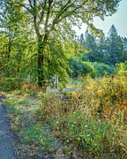 Morning Walk Photograph by Steven Dos Remedios