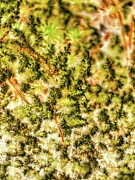 Moss details Digital Art by Bruce Block