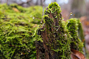 Mossy Tranquility Nature's Dewy Embrace Photograph by Travel Essayist