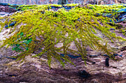 Mossy Tranquility on Fallen Trunk Photograph by Travel Essayist