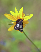 Moth on Sunflower Photograph by Bob Falcone