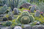 Golden Barrel Cactus - Mother-in-law's Cushion, Palm Desert, CA. Photograph by Bonnie Colgan
