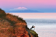 Mountain, bay, bird Photograph by Christopher Mathews