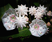Mountain Laurel Photograph by Steven Nelson