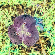 Mountain wildflower after a summer rain Digital Art by Bruce Block