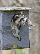 Moving Out Photograph by Gina Fitzhugh