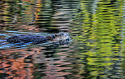 Mr. Beaver's Autumn Swim Photograph by Addison Likins