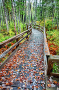 Mud Pond Trail Boardwalk #4561 Photograph by Dan Beauvais
