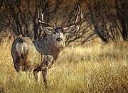 Mule Deer Buck at Bosque del Apache Photograph by Rebecca Herranen