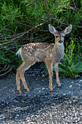 Mule Deer Fawn Portrait Photograph by Kelley King