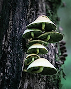 Mushrooms in the Hall of Mosses Photograph by Shannon Williams
