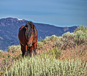 Mustang stallion in the Sierra Nevada Mountains Photograph by Waterdancer