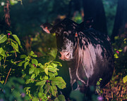 Mystical Cow Photograph by Shannon Williams