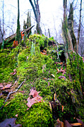 Mystical Moss Enchantment in the Forest Photograph by Travel Essayist