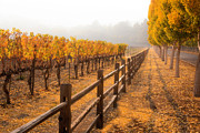 Napa Gold Photograph by Louis Raphael