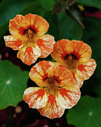 Nasturtium Topaeolum Majus Flowers Photograph by Abigail Diane Photography