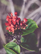 Nature Pic 1 Photograph by Gian Smith