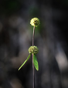 Nature Pic 2 Photograph by Gian Smith