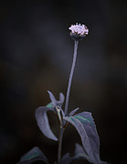 Nature Pic 3 Photograph by Gian Smith