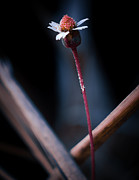 Nature Pic 4 Photograph by Gian Smith