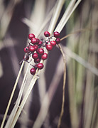 Nature Pic 5 Photograph by Gian Smith