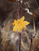 Nature Pic 7 Photograph by Gian Smith