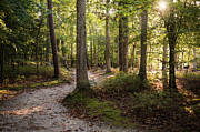 Nature Trail at the Park Photograph by Rachel Morrison