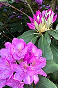Nature's Canvas A Burst of Pink Rhododendron Blossoms Photograph by Travel Essayist