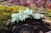 Nature's Renewal Lichen and Moss on Fallen Bark Photograph by Travel Essayist