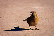 Nevada - Small Brown Bird Casts Long Shadow Photograph by Robert Niemeier